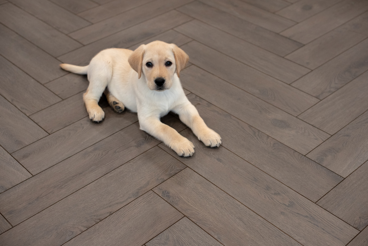 Floer - Floer Visgraat Laminaat – Mokka Zwart Eiken (Uitlopend) - Laminaat - Afbeelding 3